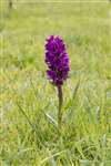 Northern Marsh Orchid, Tankerness, Orkney