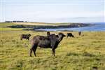Buffalos at Kirbuster, Stronsay