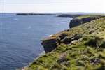 Lamb Head from Burgh Head, Stronsay, Orkney