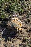 Painted lady butterfly sunning itself, Kirkbuster, Stronsay