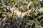 Painted lady butterfly, Kirkbuster, Stronsay