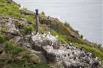 Puffins on Craigleith, Firth of Forth