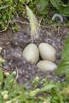 Eider Duck nest, Craigleith, Firth of Forth