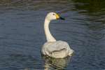 Bewick's swan, London Wetlands centre