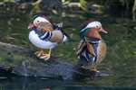 Mandarin ducks, Washington