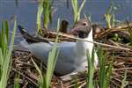 Black-headed gull, on nest, Leighton Moss