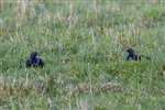 Black grouse, Amulree