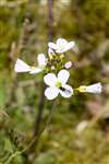 Cuckoo flower or Lady's Smock, Uplawmoor