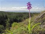 Early Purple Orchid, Menteith Hills