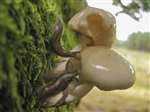 Slugs feeding on Porcelain Fungus, Craigallian, Stirlingshire