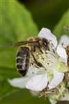 Honey Bee, Stirling