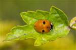 2-spot ladybird on parsnip