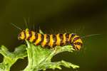 Cinnabar Moth caterpillar, Hamiltonhill Claypits