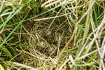 Nest of Common Snipe with 4 eggs, Fenwick Moor