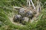 Nest of Lapwing with 4 eggs, Fenwick Moor