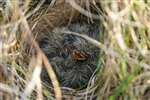 Skylark nest with several chicks, Fenwick Moor