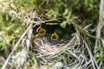 Willow Warbler nest with chicks, Fenwick Moor
