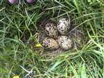 Redshank nest with 4 eggs, South Harris
