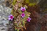 Purple Saxifrage (Chrysosplenium oppositifolia), Ben Dorain