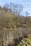 Witch's broom on Silver Birch and Reed mace, Forth and Clyde Canal, Ruchill