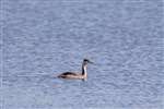 Immature Great crested grebe on Linlithgow Loch