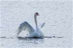 Mute Swan on Hogganfield Loch