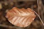 European beech leaf, Hogganfield Park, Glasgow
