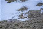 Mountain Hares running, Glenshee