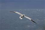Northern Gannet in flight near Ailsa Craig