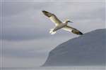 Northern Gannet in flight near Ailsa Craig