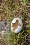 Predated egg, Ailsa Craig