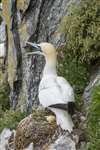 Northern gannet threat display, Ailsa Craig