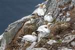 Section of Northern gannet colony, Ailsa Craig