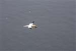 Gannet in flight with nesting material, Ailsa Craig