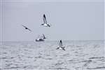 Manx Shearwaters flying near Ailsa Craig