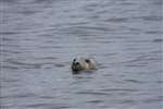 Grey Seal in the Firth of Clyde