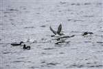 Manx Shearwaters, Firth of Clyde