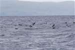 Manx Shearwaters on the Firth of Clyde near Ailsa Craig