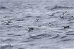 Manx Shearwaters on the Firth of Clyde near Ailsa Craig