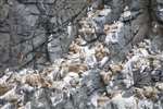 Kittiwake nesting colony on a cliff, Ailsa Craig