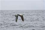 Immature Northern Gannet in flight, Firth of Clyde