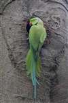 Ring-necked parakeet, Dawsholm Park, Glasgow