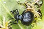 Short-necked oil beetle, Coll