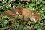 Red foxes, Kelvinbridge, Glasgow