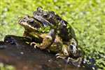 Common Frogs in amplexus - Glasgow University Wildlife Garden pond