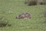 Brown Hare, Gruinart