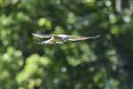 Kestrel hovering near Moodiesburn
