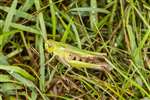Common Green Grasshopper, Cathkin Braes 