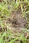 Water vole burrow blocked with plug of grasses