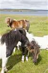 Shetland ponies, Fetlar
